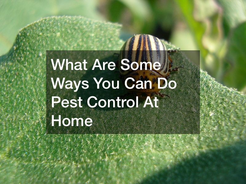 what-are-some-ways-you-can-do-pest-control-at-home-home-decor-online