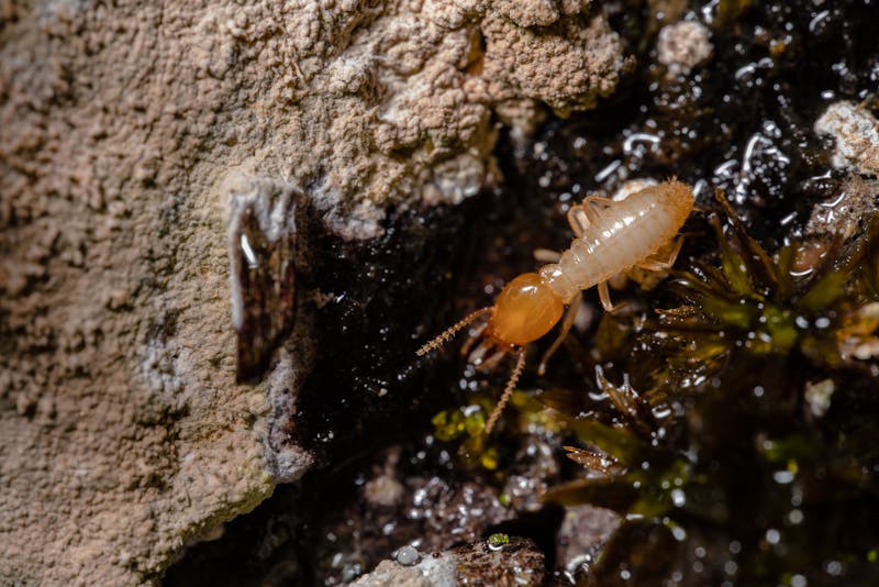 a termite